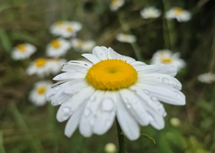 Bliss Garden Retreat House Zielonomi *